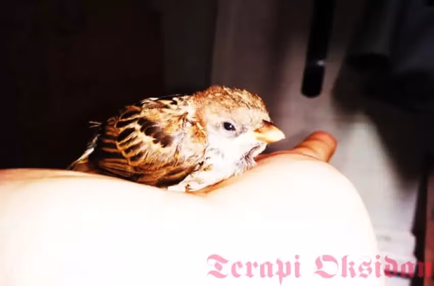 Burung Hinggap di Atas Kepalaku