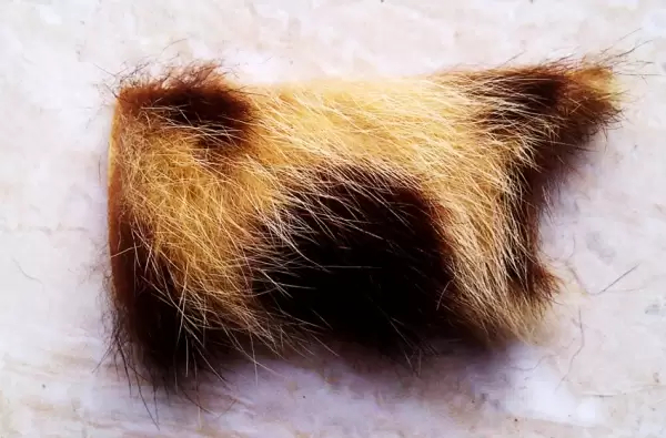 Ruqyah pengobatan sihir mahabbah